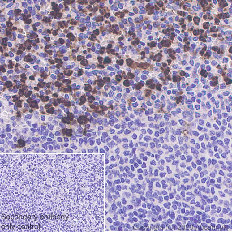 Anti-CEACAM6 antibody [EPR23956-80](AB275022)
