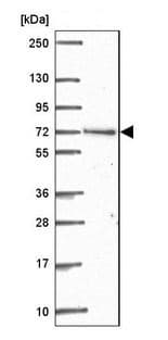 Arhgap22 Antibody Ab204743  Western Blot Img96780