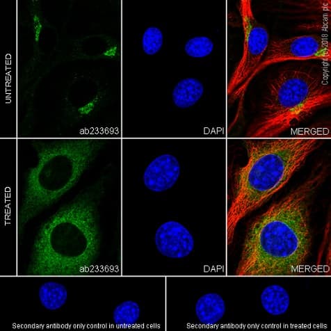 Anti-VEGF Receptor 2 antibody [EPR21884-236] - BSA and Azide free(AB234106)