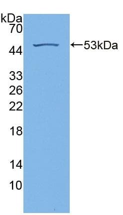 Anti-RS1 antibody(ab233428)