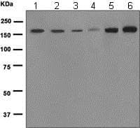 Anti-EEA1 antibody [EPR4245] - Early Endosome Marker(AB109110)