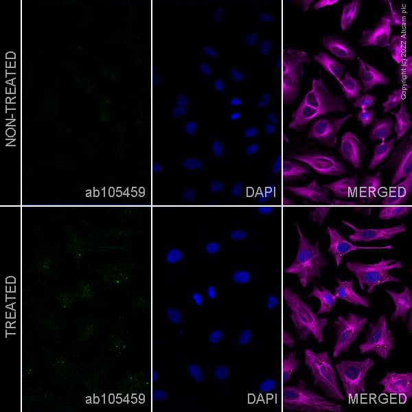 Goat Anti-Mouse IgG H&L (Alexa Fluor® 488) preadsorbed(AB150117)