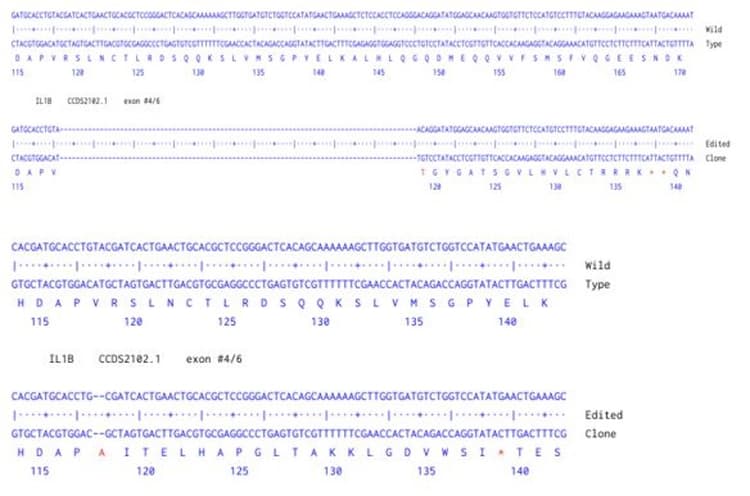 Human IL1B knockout A549 cell line(AB287527)