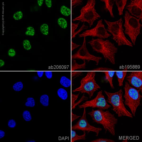 Alexa Fluor® 488 Anti-UAP56 antibody [EPR13144-62](AB206097)