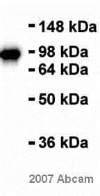 Anti-beta Catenin antibody [E247] - ChIP Grade(AB32572)