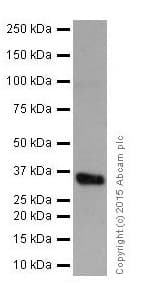 Anti-SC35 antibody [EPR12238](AB204916)