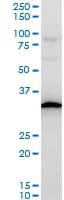 Rps3a Antibody C Terminal Ab194670  Western Blot Img18818