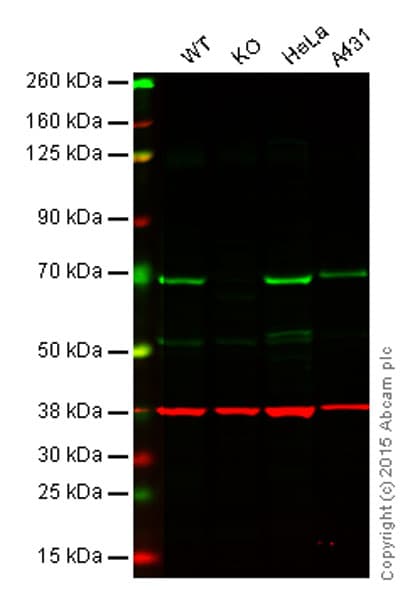 Anti-NF-kB p65 antibody(AB16502)