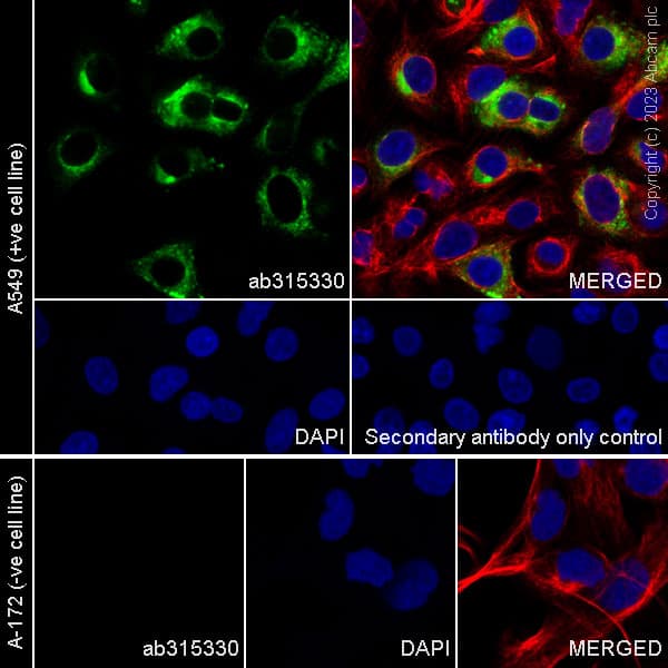Goat Anti-Rabbit IgG H&L (Alexa Fluor® 488) preadsorbed(AB150081)