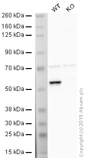 HRP Anti-Calreticulin antibody [EPR3924] - ER Marker(AB195511)