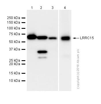 Anti-LRRC15 antibody [EPR8188(2)](AB150376)