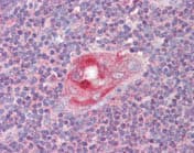 Anti-RGS1 antibody(AB117077)