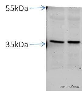 Anti-AMPK gamma 1 antibody [Y308](AB32508)
