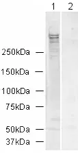 Anti-Ki67 antibody(AB15580)