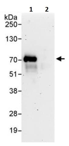 Cdc6 Antibody Ab245447  Immunoprecipitation Img61734