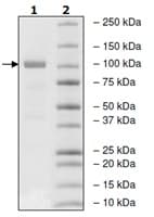 Recombinant human MEKK2 protein(AB135009)