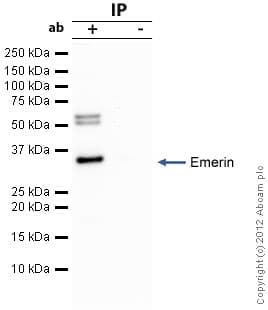 Anti-Emerin antibody(AB40688)