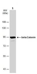 Anti-beta Catenin antibody - ChIP Grade(AB227499)