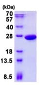 Ab139216  Sds Page Img93228
