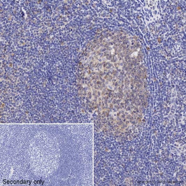 Biotin Caspase 3 Antibody E87 Ab195905  Immunohistochemistry Formalin Pfa Fixed Paraffin Embedded Sections Img69856