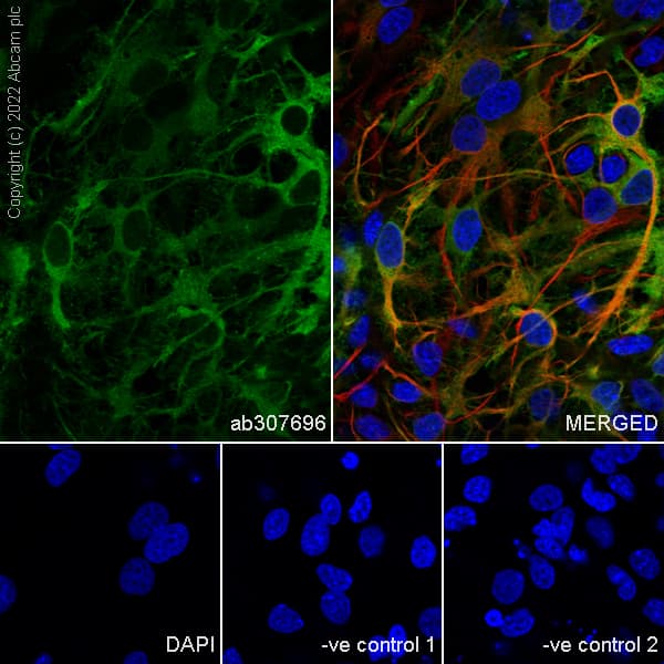 Aldh1l1 Antibody Epr25443 103 Astrocyte Marker Ab307696  Immunocytochemistry Immunofluorescence Img407616