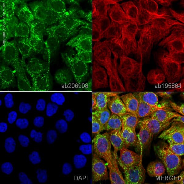 Alexa Fluor® 555 Anti-Vinculin antibody [EPR8185] - Loading Control(AB206908)
