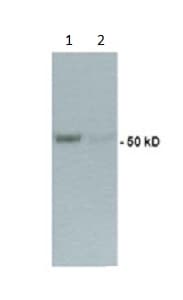 Anti-TRF1 antibody [572C](AB192629)
