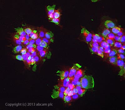 Anti-MHC Class II antibody [6C6](AB55152)