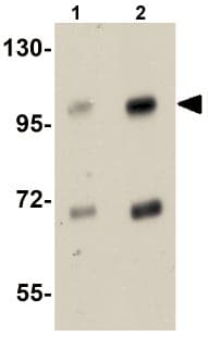 Slfn14 Antibody Ab106406  Western Blot Img68670