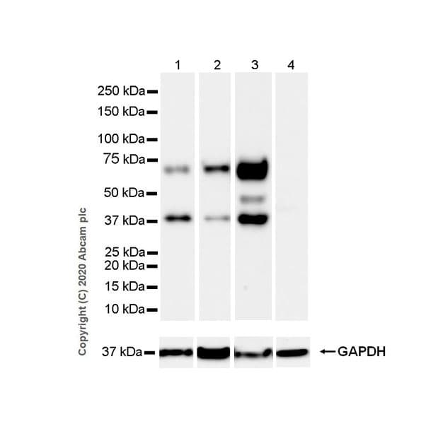 Anti-SYT2 + SYT1 antibody [EPR23920-2](AB259977)