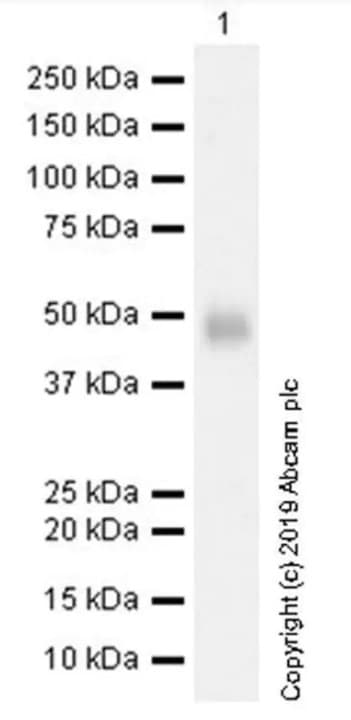 Anti-FOXP3 antibody [236A/E7] - BSA and Azide free(AB96048)