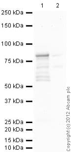 Anti-DDX4 / MVH antibody [mAbcam27591](AB27591)