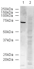 Western Blot Anti Lamin B1 Antibody Nuclear Envelope Marker Ab16048 Image07