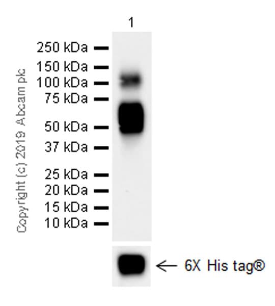 Cd103 Antibody Epr22590 27 Ab224202  Western Blot Img8269