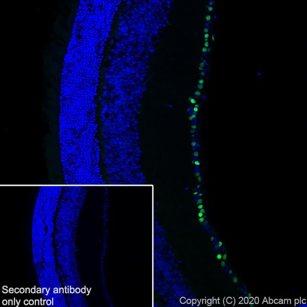 Anti-BRN3A antibody [EPR23257-285](AB245230)