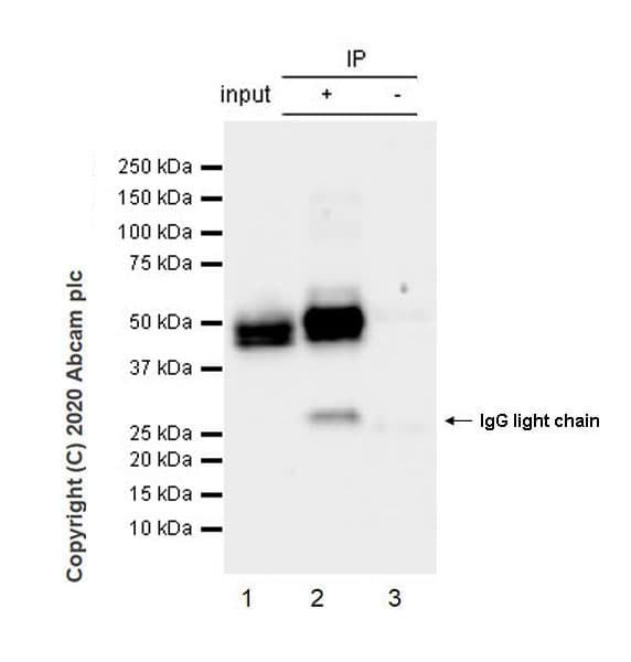 Anti-NeuN antibody [EPR12763] - Mouse IgG2a (Chimeric)(AB279296)