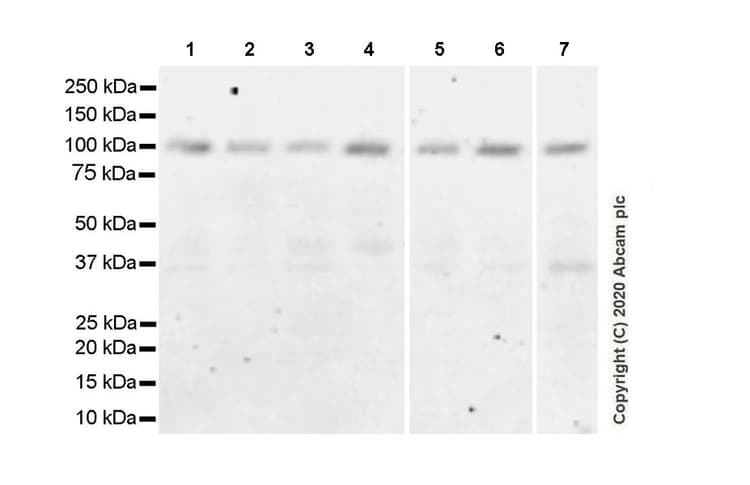 Ago4 Antibody Epr23799 22 Bsa And Azide Free Ab275966  Western Blot Img16859