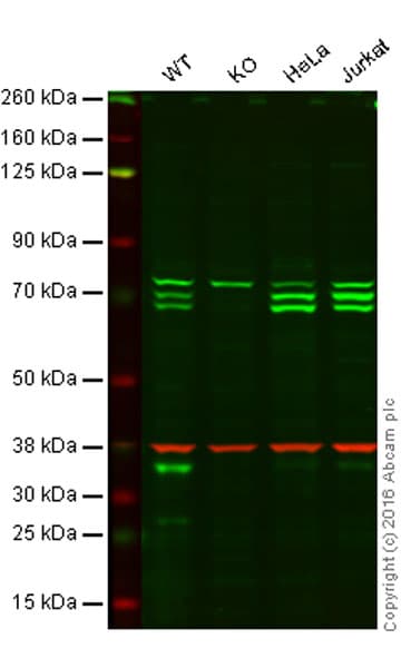 Autophagy Analysis (ATG16L1, ATG16L1 pS278, SQSTM1, LC3B, Ubiquitin, M6PR) Antibody Sampler Panel(AB269811)