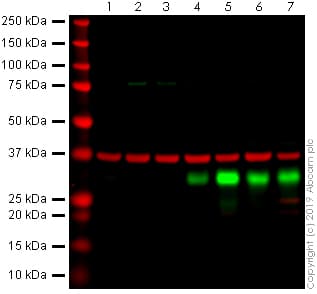 Anti-Myogenin antibody [F5D](AB1835)