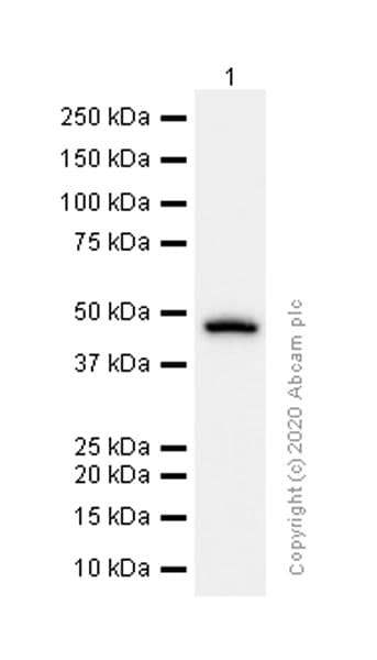 Snx5 Antibody Epr14358 Bsa And Azide Free Ab250218  Western Blot Img165362