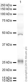 Anti-LDL Receptor antibody [EP1553Y](AB52818)