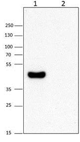 Anti-RPB3 antibody [1Y26](AB202893)