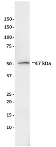 Anti-HADHB antibody [5C3AB7](AB110301)