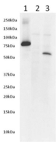 Anti-AKT1 (phospho S473) antibody [EP2109Y](AB81283)