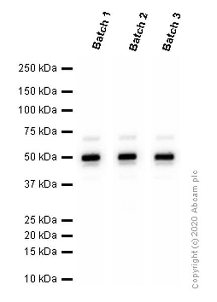 Anti-TSG101 antibody [EPR7130(B)](AB125011)