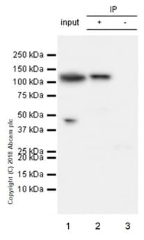 Anti-Fibrinogen alpha chain antibody [EPR2919](AB92572)