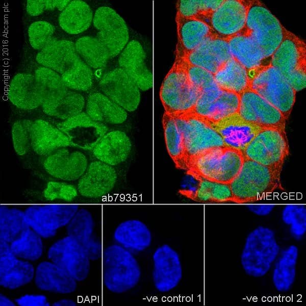 Anti-SOX2 antibody [9-9-3](AB79351)