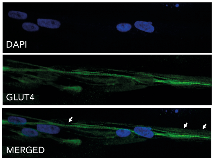 ioSkeletal Myocytes - Human iPSC derived cells(AB277612)