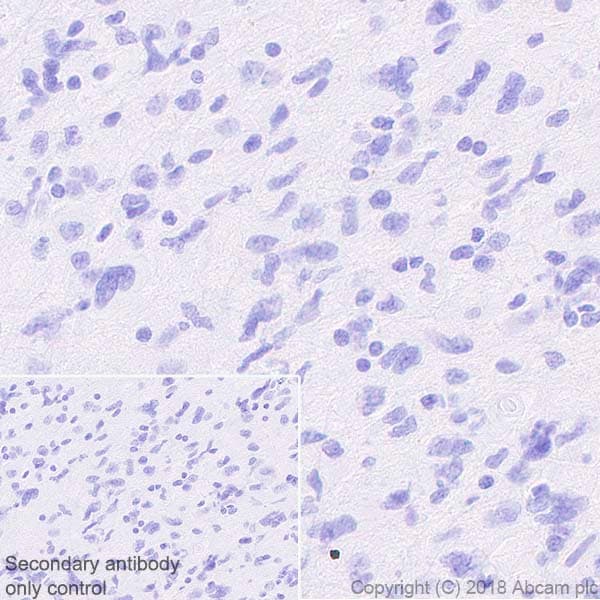 Anti-FoxJ1 antibody [EPR21874](AB235445)