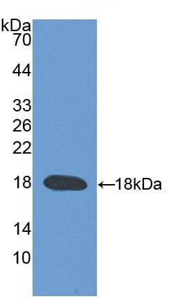 Trpv3 Antibody Ab231150  Western Blot Img145797